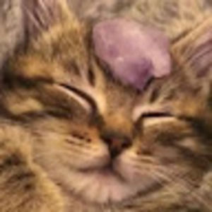 Meet your Posher, Layla